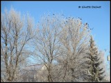 trop d'oiseaux noirs