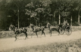 Three Horse Hitch
