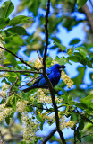 Indigo Bunting
