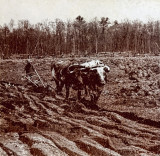 Plow and Oxen