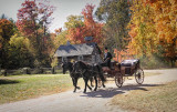 Horse Drawn Carriage 