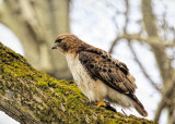 Red-tailed Hawk  