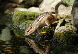 Having a Drink  