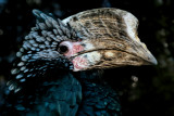 Silvery-cheeked Hornbill  