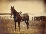Fine Looking Horse  