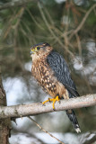 Merlin  