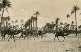 Camels and Palm Trees  