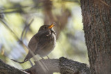Hermit Thrush  