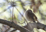 Hermit Thrush 2  