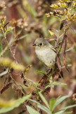 Ruby-crowned Kinglet 