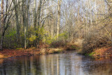 Pond in the Woods  