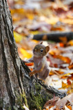Hairless Red Squirrel 