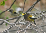Evening Grosbeak  