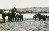Heavy Horses on Harleys Farm 