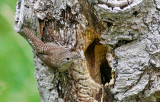 House Wren  