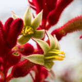 IMG_7680-Edit.jpg Kangeroo Paw Anigozanthos Big Red - Mediterranean Biome -  A Santillo 2017