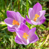 IMG_8105.jpg Crocuses - Cotehele House - © A Santillo 2020