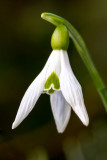 IMG_8563.jpg Snowdrop - Cotehele House -  A Santillo 2020