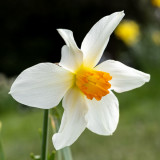 IMG_8587.jpg Daffodil - Cotehele House - © A Santillo 2020