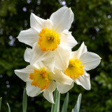 IMG_8588.jpg Daffodil - Cotehele House - © A Santillo 2020