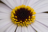 IMG_8151.jpg Unknown flower - © A Santillo 2020