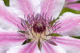 IMG_8161.jpg Clematis - © A Santillo 2020