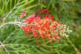 IMG_8575.jpg Grevillea 'Superb' - Proteaceae - © A Santillo 2020