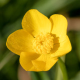 IMG_8643.jpg Buttercup - Saltash - © A Santillo 2020