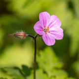 IMG_8649.jpg Herb Robert - Saltash - © A Santillo 2020