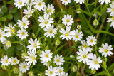 IMG_8750.jpg Stellaria holostea, the addersmeat or greater stitchwort - Saltash - © A Santillo 2020