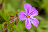 IMG_8751.jpg Herb Robert - Saltash - © A Santillo 2020