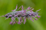 IMG_8811.jpg Wild grass - Saltash - © A Santillo 2020