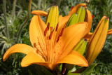 IMG_8847-edit.jpg Lily - Saltash - © A Santillo 2020