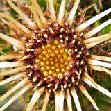 _MG_1805-Edit.jpg Uknown dried flower - The Mumbles Wales -  A Santillo 2007