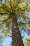 CRW_01131.jpg Tree canopy Raddick Plantation Dartmoor -   A Santillo 2004
