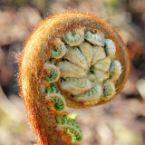 IMG_2601A.jpg Fern uncurling - Outdoor Biome - © A Santillo 2010