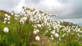 IMG_4335.jpg Cotton Grass - Eriophorum angustifolium - Craig Cerrig-gleisiad Brecon Beacons Wales -  A Santillo 2013