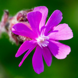 IMG_6097-Edit.tif Red Campion -  A Santillo 2014