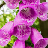 IMG_6450-Edit.tif Foxglove - © A Santillo 2014