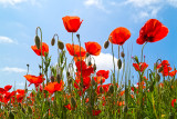 IMG_6668-Edit.tif Field of Poppies papaver - The Lost Gardens of Heligan -  A Santillo 2015