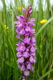 IMG_7019.CR2 Southern Marsh Orchid 'Dactylorhiza praetermissa' (subspecies praetermissa) - © A Santillo 2016