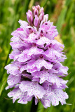 IMG_7023.CR2 Pyramidal Orchid Anacamptis pyramidalis - © A Santillo 2016