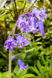IMG_7333-Edit.jpg Bluebells - © A Santillo 2017