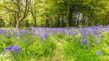 IMG_7334.jpg Bluebells - © A Santillo 2017