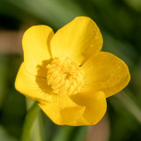 IMG_8643.jpg Buttercup - Saltash - © A Santillo 2020