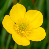IMG_8747.jpg Buttercup - Saltash - © A Santillo 2020