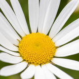 IMG_8755.jpg Ox-eye daisy - Saltash - © A Santillo 2020