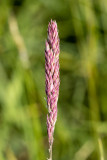 IMG_8790.CR3 Yorkshire fog grass flowers  -  A Santillo 2020