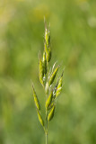 IMG_8796.CR3 Grass seed head - © A Santillo 2020