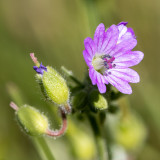 IMG_8797.CR3 Unknown flower - © A Santillo 2013 Unknown flower - © A Santillo 2020